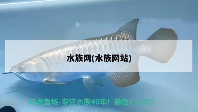 水族網(wǎng)(水族網(wǎng)站)