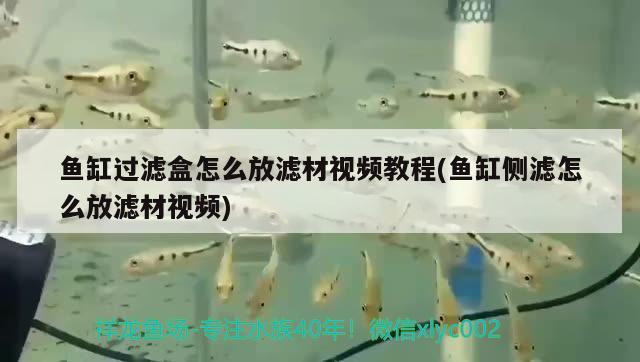 魚缸過濾盒怎么放濾材視頻教程(魚缸側(cè)濾怎么放濾材視頻) 黃金河虎魚