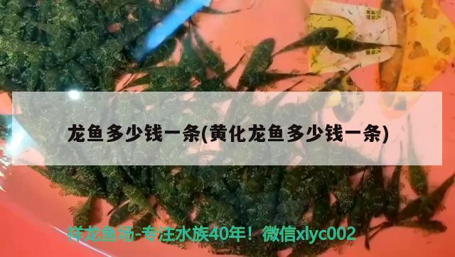 龍魚多少錢一條(黃化龍魚多少錢一條)