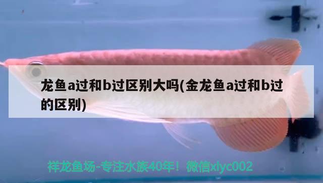 龍魚a過和b過區(qū)別大嗎(金龍魚a過和b過的區(qū)別)