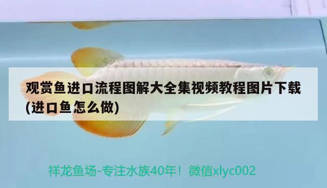 觀(guān)賞魚(yú)進(jìn)口流程圖解大全集視頻教程圖片下載(進(jìn)口魚(yú)怎么做) 觀(guān)賞魚(yú)進(jìn)出口