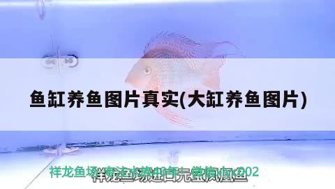 魚缸養(yǎng)魚圖片真實(大缸養(yǎng)魚圖片) 黃寬帶蝴蝶魚