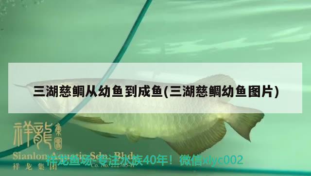 三湖慈鯛從幼魚(yú)到成魚(yú)(三湖慈鯛幼魚(yú)圖片) 白化火箭魚(yú)