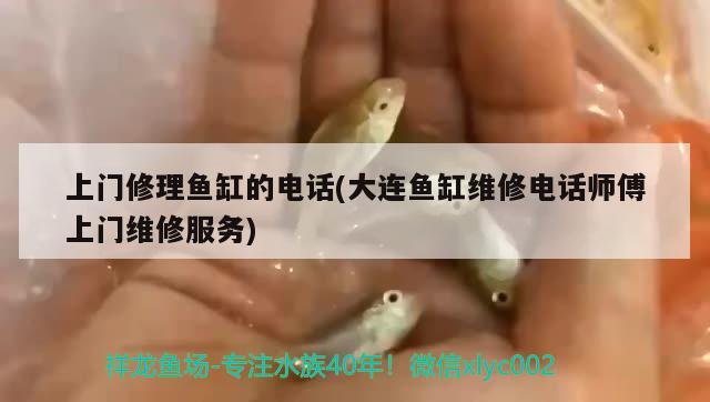 上門修理魚缸的電話(大連魚缸維修電話師傅上門維修服務(wù)) 元寶鳳凰魚專用魚糧