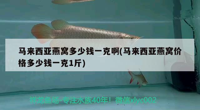 馬來西亞燕窩多少錢一克啊(馬來西亞燕窩價格多少錢一克1斤) 馬來西亞燕窩