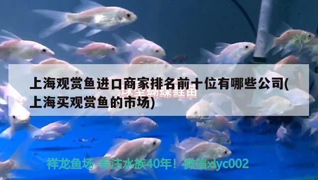 上海觀賞魚進口商家排名前十位有哪些公司(上海買觀賞魚的市場) 觀賞魚進出口