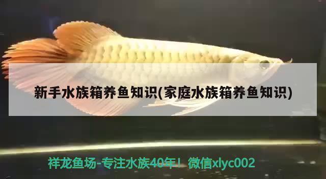 新手水族箱養(yǎng)魚知識(shí)(家庭水族箱養(yǎng)魚知識(shí)) 魚缸/水族箱