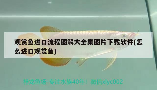 觀賞魚進口流程圖解大全集圖片下載軟件(怎么進口觀賞魚) 觀賞魚進出口