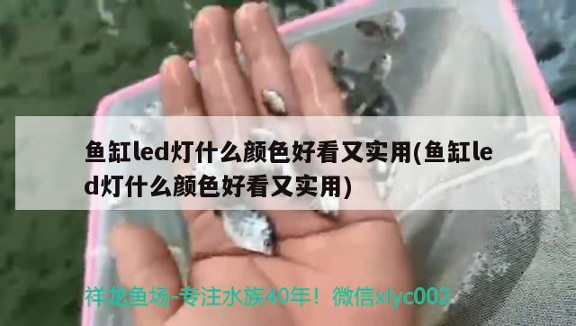 魚缸led燈什么顏色好看又實用(魚缸led燈什么顏色好看又實用)