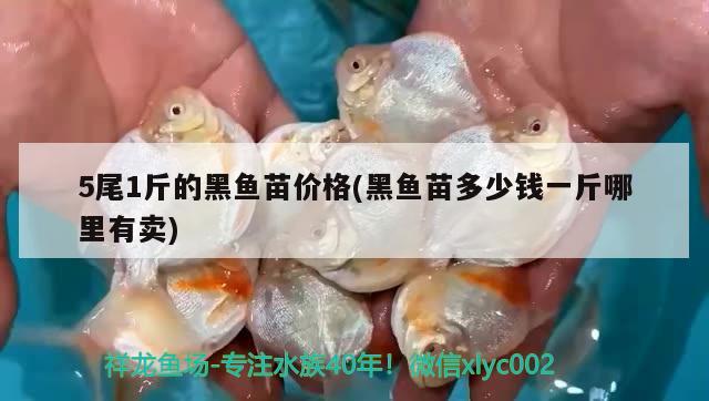 5尾1斤的黑魚苗價(jià)格(黑魚苗多少錢一斤哪里有賣) 祥龍魚場