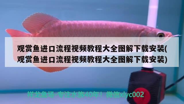 觀賞魚進口流程視頻教程大全圖解下載安裝(觀賞魚進口流程視頻教程大全圖解下載安裝)