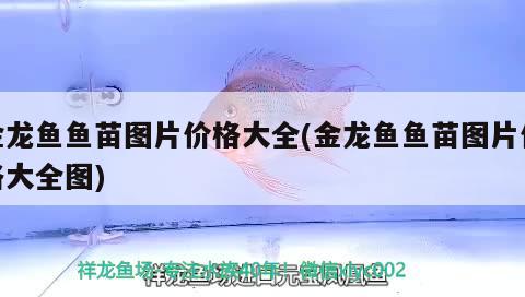 金龍魚魚苗圖片價(jià)格大全(金龍魚魚苗圖片價(jià)格大全圖) 月光鴨嘴魚