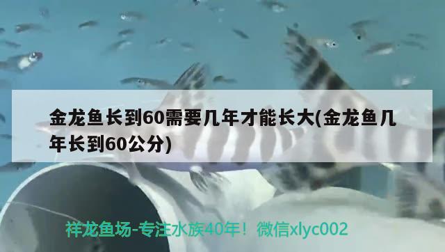 金龍魚長(zhǎng)到60需要幾年才能長(zhǎng)大(金龍魚幾年長(zhǎng)到60公分) 申古三間魚