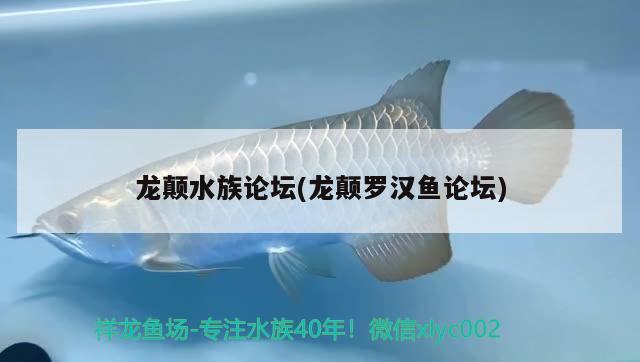 龍顛水族論壇(龍顛羅漢魚論壇) 羅漢魚