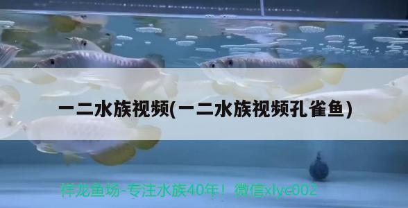 一二水族視頻(一二水族視頻孔雀魚) 其它水族用具設(shè)備