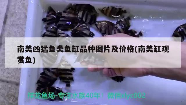 南美兇猛魚類魚缸品種圖片及價格(南美缸觀賞魚) 巴卡雷龍魚