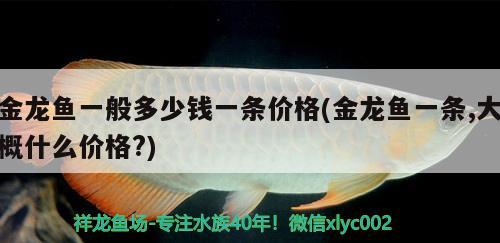 金龍魚一般多少錢一條價格(金龍魚一條,大概什么價格?) 觀賞魚市場（混養(yǎng)魚）