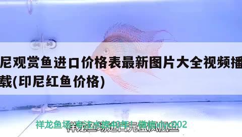 印尼觀賞魚進口價格表最新圖片大全視頻播放下載(印尼紅魚價格) 觀賞魚進出口