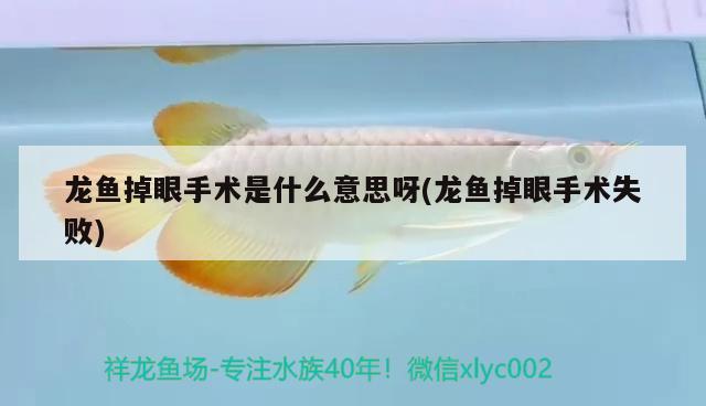 龍魚(yú)掉眼手術(shù)是什么意思呀(龍魚(yú)掉眼手術(shù)失敗)