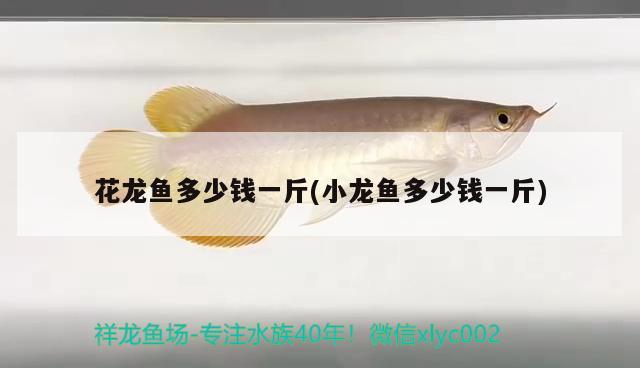 花龍魚多少錢一斤(小龍魚多少錢一斤) 奈及利亞紅圓點狗頭