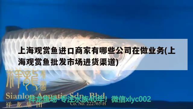 上海觀賞魚進口商家有哪些公司在做業(yè)務(上海觀賞魚批發(fā)市場進貨渠道) 觀賞魚進出口