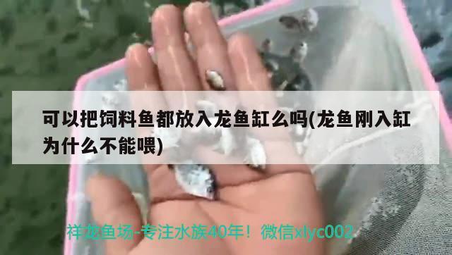 可以把飼料魚都放入龍魚缸么嗎(龍魚剛?cè)敫诪槭裁床荒芪?