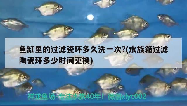 魚(yú)缸里的過(guò)濾瓷環(huán)多久洗一次?(水族箱過(guò)濾陶瓷環(huán)多少時(shí)間更換) 魚(yú)缸/水族箱