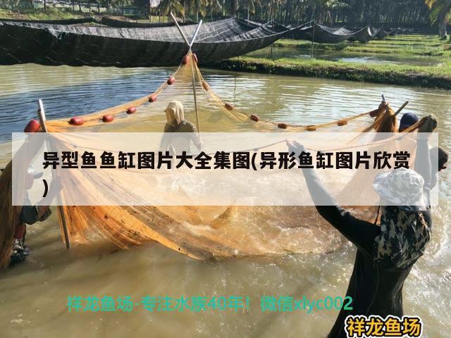 異型魚(yú)魚(yú)缸圖片大全集圖(異形魚(yú)缸圖片欣賞)