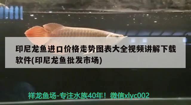 印尼龍魚(yú)進(jìn)口價(jià)格走勢(shì)圖表大全視頻講解下載軟件(印尼龍魚(yú)批發(fā)市場(chǎng)) 龍魚(yú)批發(fā)