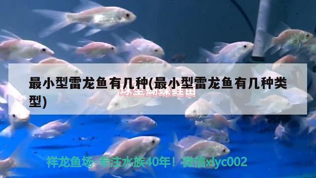 最小型雷龍魚有幾種(最小型雷龍魚有幾種類型) 造景/裝飾