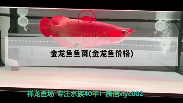 金龍魚(yú)魚(yú)苗(金龍魚(yú)價(jià)格) 金頭過(guò)背金龍魚(yú)