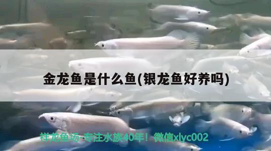 金龍魚是什么魚(銀龍魚好養(yǎng)嗎) 銀龍魚百科