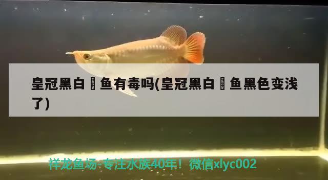 皇冠黑白魟魚有毒嗎(皇冠黑白魟魚黑色變淺了) 皇冠黑白魟魚