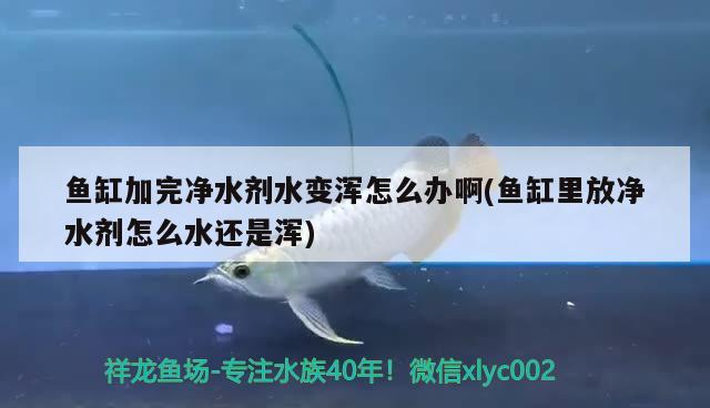 魚缸加完凈水劑水變渾怎么辦啊(魚缸里放凈水劑怎么水還是渾) 殺菌消毒設(shè)備