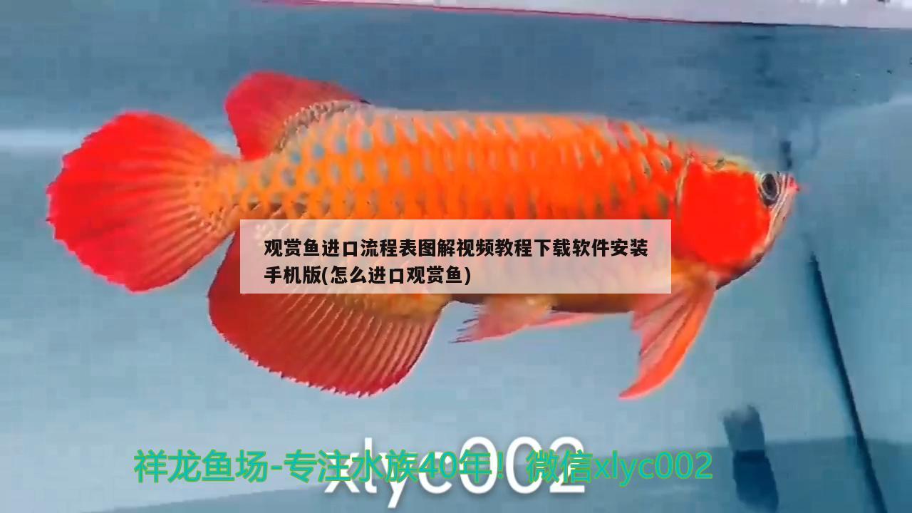 觀賞魚(yú)進(jìn)口流程表圖解視頻教程下載軟件安裝手機(jī)版(怎么進(jìn)口觀賞魚(yú))