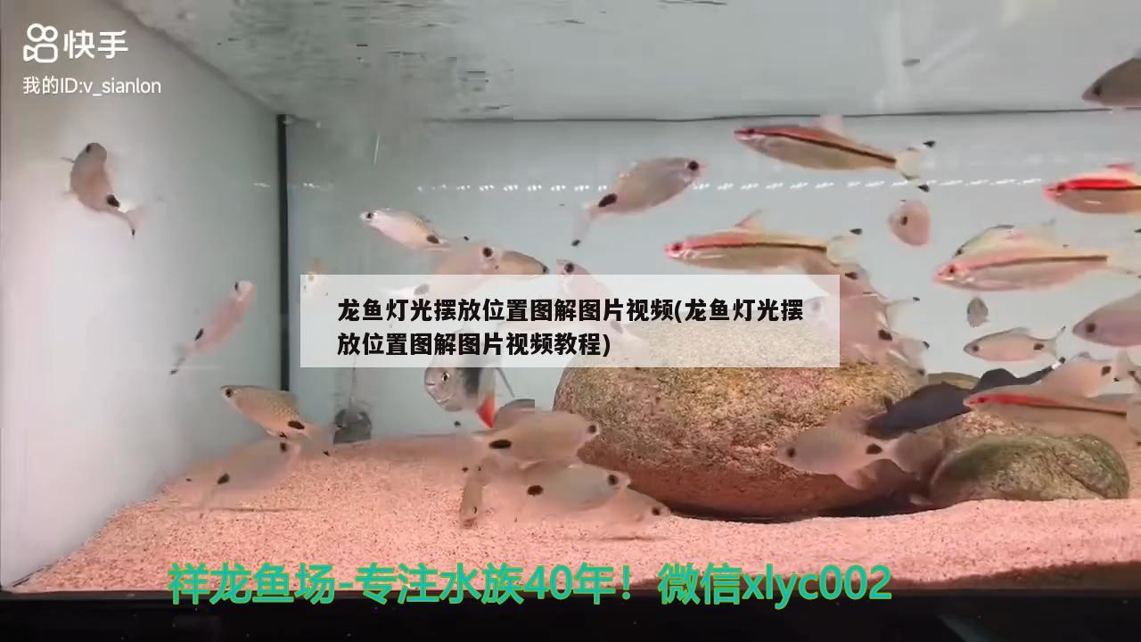 龍魚燈光擺放位置圖解圖片視頻(龍魚燈光擺放位置圖解圖片視頻教程) 皇冠黑白魟魚