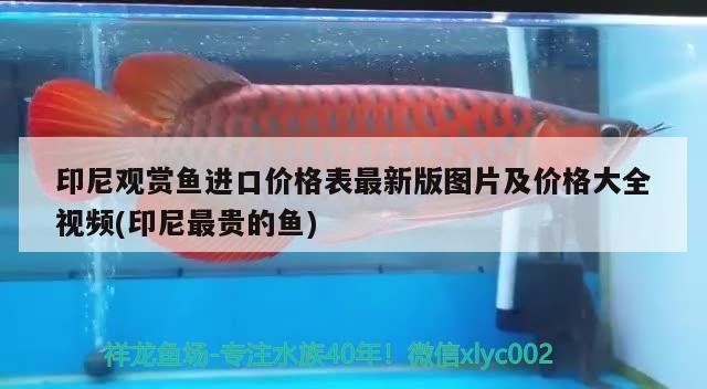 印尼觀賞魚進口價格表最新版圖片及價格大全視頻(印尼最貴的魚) 觀賞魚進出口