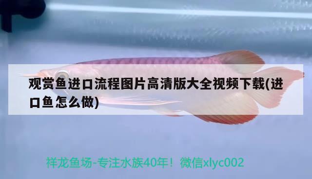 觀賞魚進口流程圖片高清版大全視頻下載(進口魚怎么做) 觀賞魚進出口