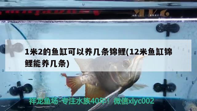 1米2的魚缸可以養(yǎng)幾條錦鯉(12米魚缸錦鯉能養(yǎng)幾條)