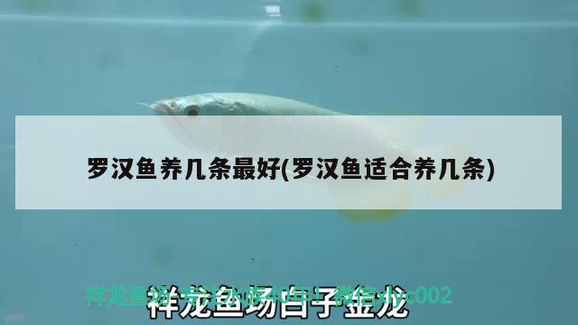 羅漢魚(yú)養(yǎng)幾條最好(羅漢魚(yú)適合養(yǎng)幾條) 羅漢魚(yú)