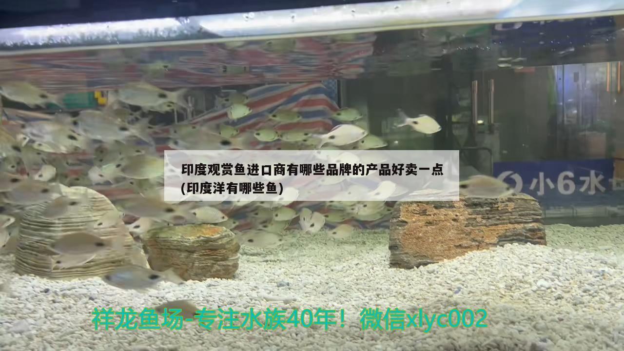 印度觀賞魚進(jìn)口商有哪些品牌的產(chǎn)品好賣一點(diǎn)(印度洋有哪些魚) 觀賞魚進(jìn)出口