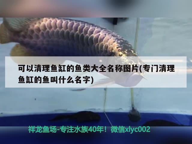 可以清理魚缸的魚類大全名稱圖片(專門清理魚缸的魚叫什么名字)