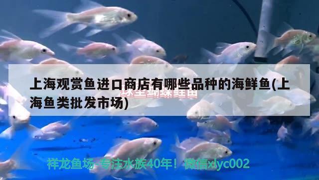 上海觀賞魚進口商店有哪些品種的海鮮魚(上海魚類批發(fā)市場) 觀賞魚進出口