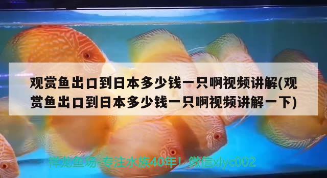 觀賞魚出口到日本多少錢一只啊視頻講解(觀賞魚出口到日本多少錢一只啊視頻講解一下)