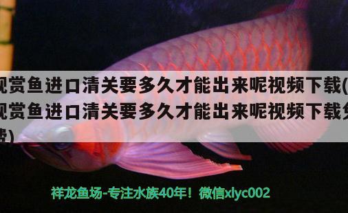 觀賞魚進口清關(guān)要多久才能出來呢視頻下載(觀賞魚進口清關(guān)要多久才能出來呢視頻下載免費)