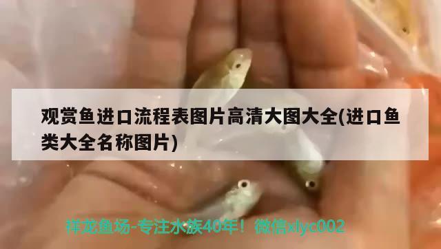 觀(guān)賞魚(yú)進(jìn)口流程表圖片高清大圖大全(進(jìn)口魚(yú)類(lèi)大全名稱(chēng)圖片) 觀(guān)賞魚(yú)進(jìn)出口