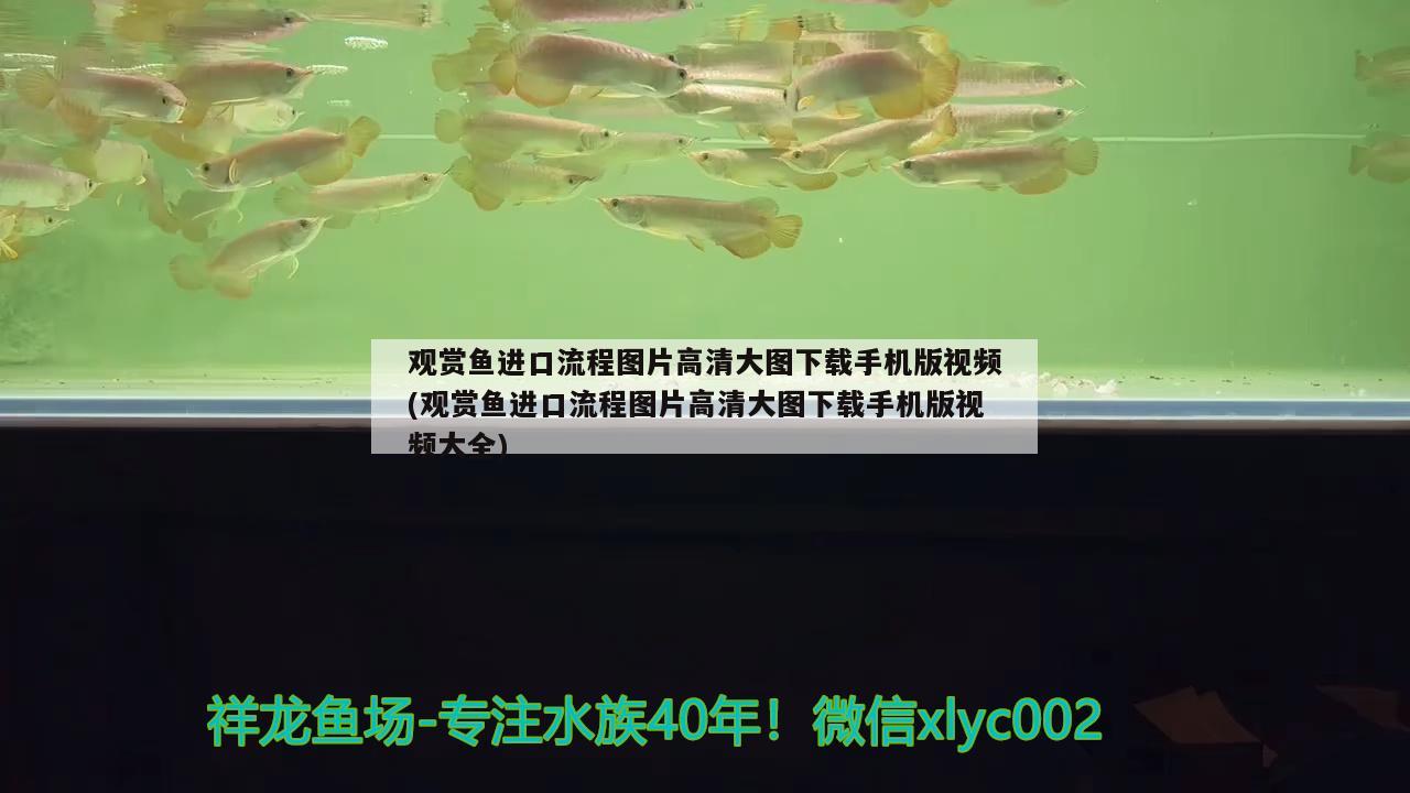 觀賞魚進(jìn)口流程圖片高清大圖下載手機(jī)版視頻(觀賞魚進(jìn)口流程圖片高清大圖下載手機(jī)版視頻大全) 觀賞魚進(jìn)出口