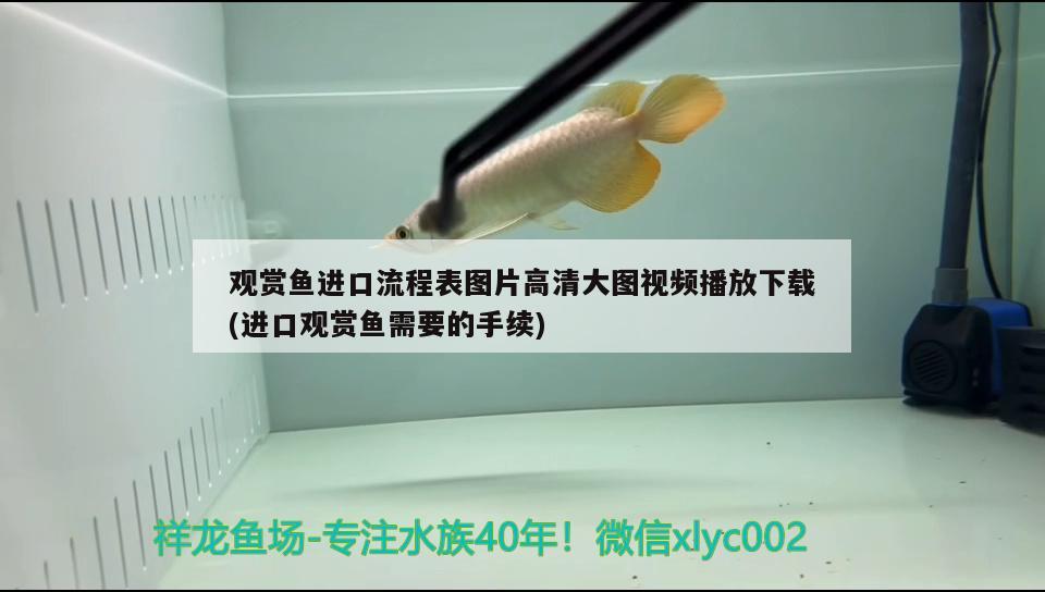 觀賞魚進口流程表圖片高清大圖視頻播放下載(進口觀賞魚需要的手續(xù)) 觀賞魚進出口