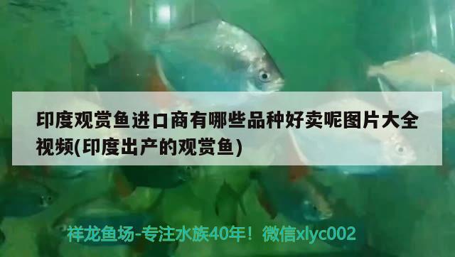 印度觀賞魚進(jìn)口商有哪些品種好賣呢圖片大全視頻(印度出產(chǎn)的觀賞魚)