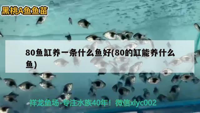 80魚缸養(yǎng)一條什么魚好(80的缸能養(yǎng)什么魚) 玫瑰銀版魚